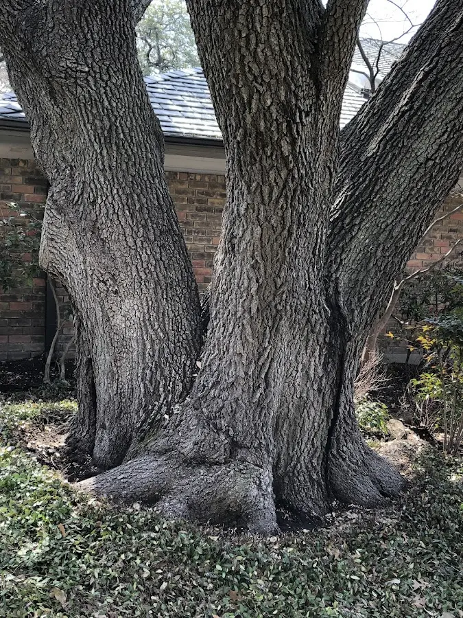 Mature heritage tree close to a Mammoth Cave property cared for by certified arborists